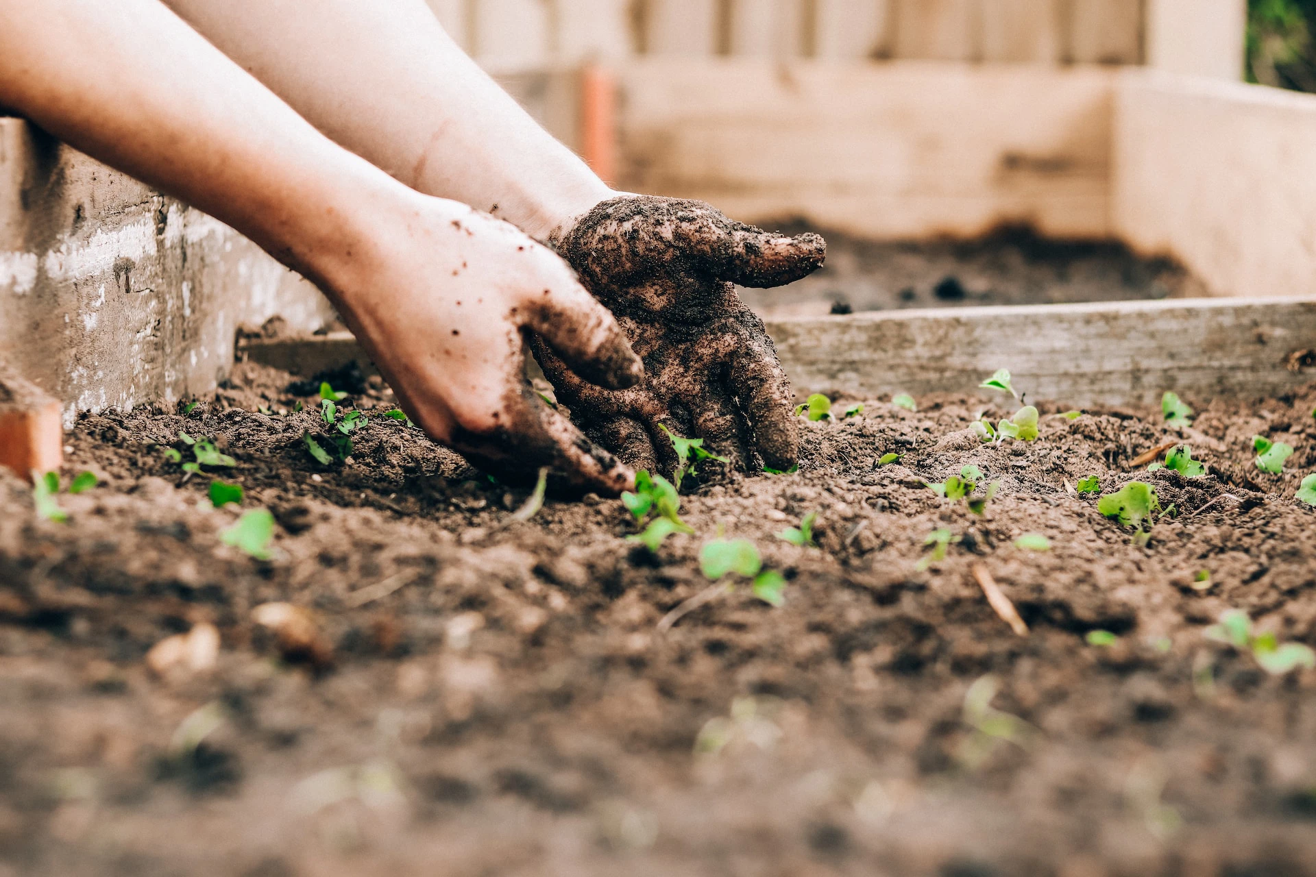 dirty hands digging in soil and planting seedlings